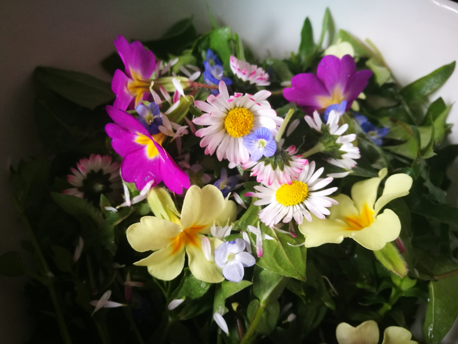 Essbare Wildpflanzen im Wald & auf der Wiese - Frühlingserwachen in der Natur