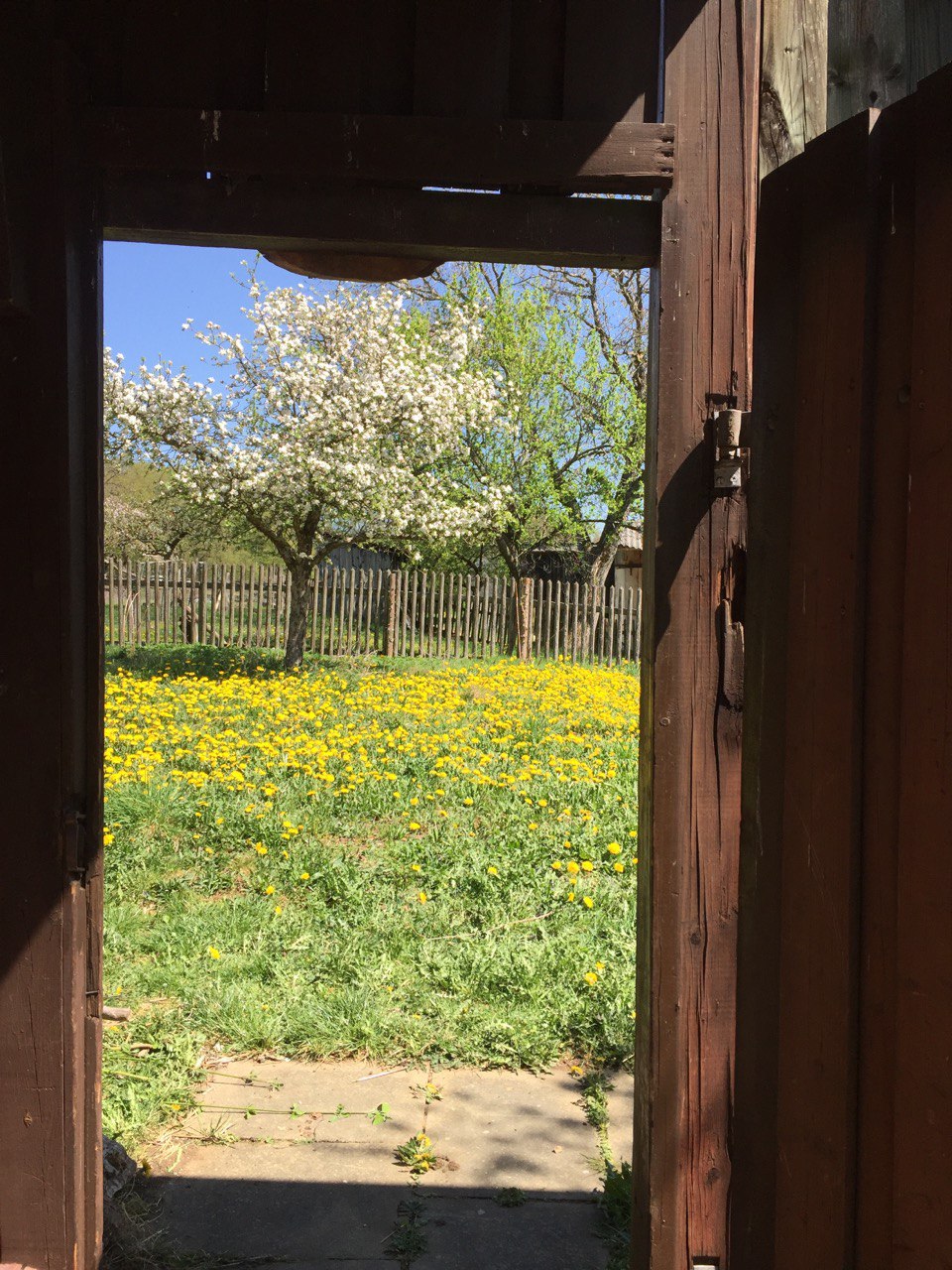 Obstbaumpflege – Praxiskurs